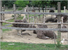 Recski struccfarm